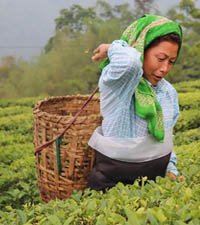 Darjeeling Packages