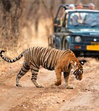 Ranthambore Tour